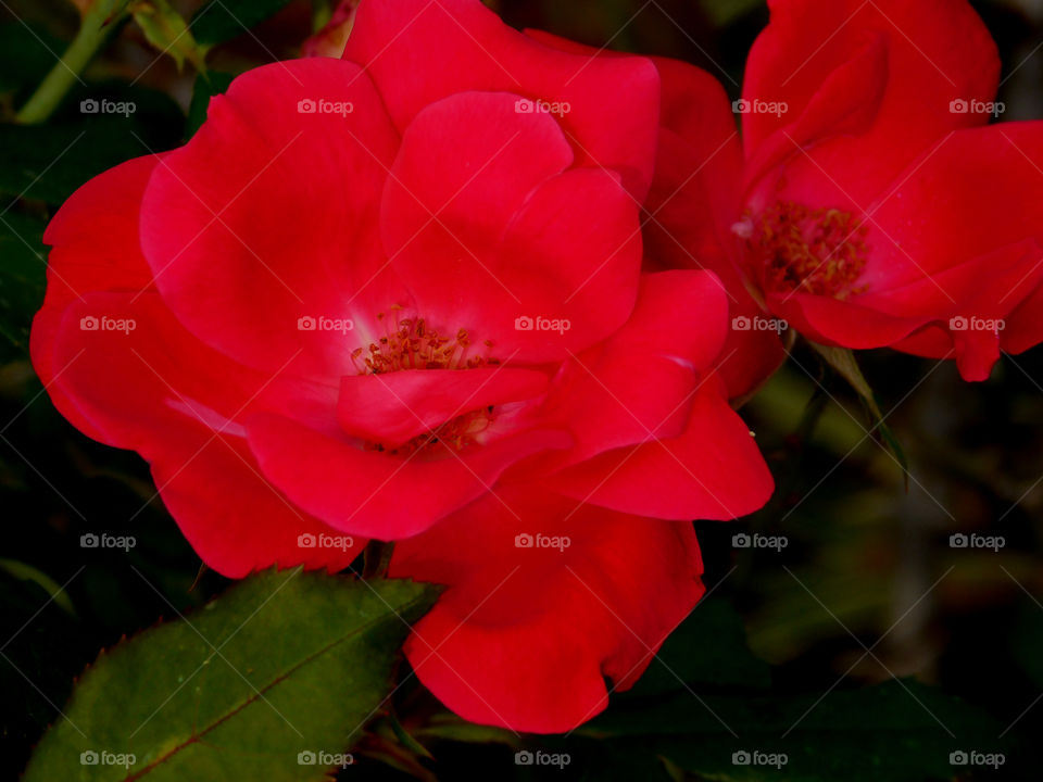 Close-up of two flowers