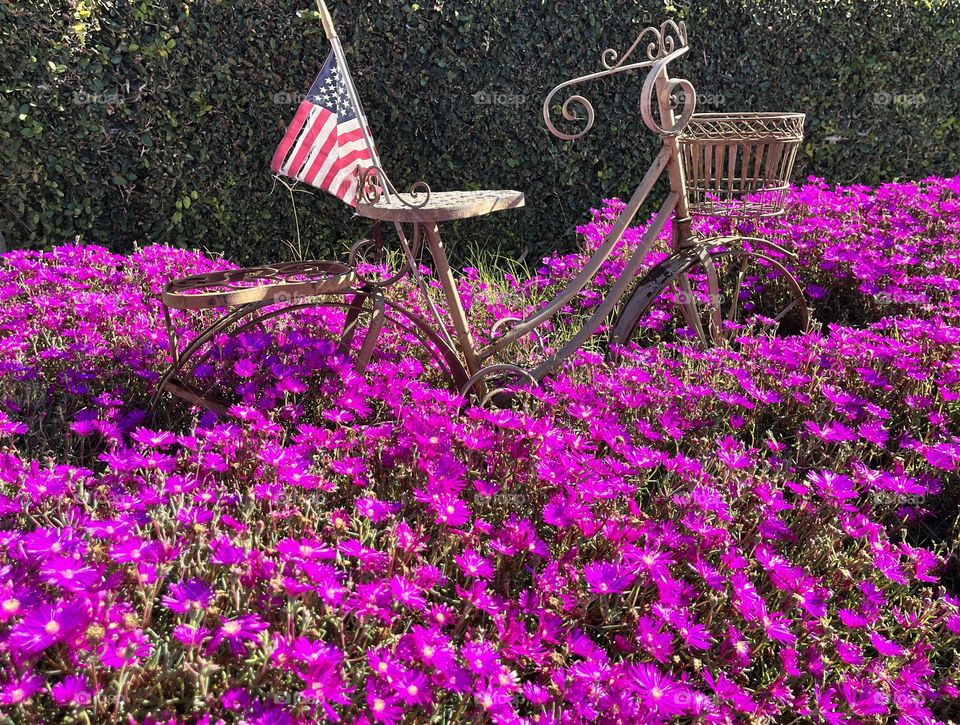 Purple Ice Plant & Bike 