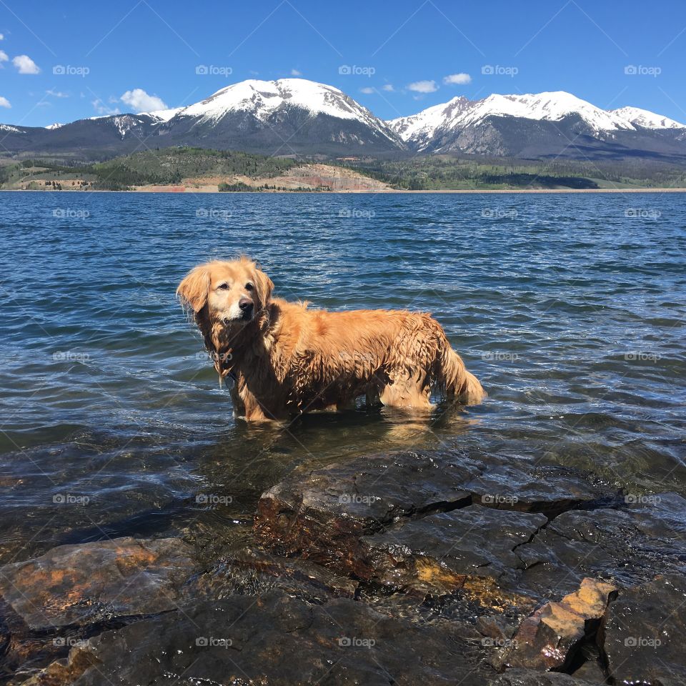 Dog in a mountain lake
