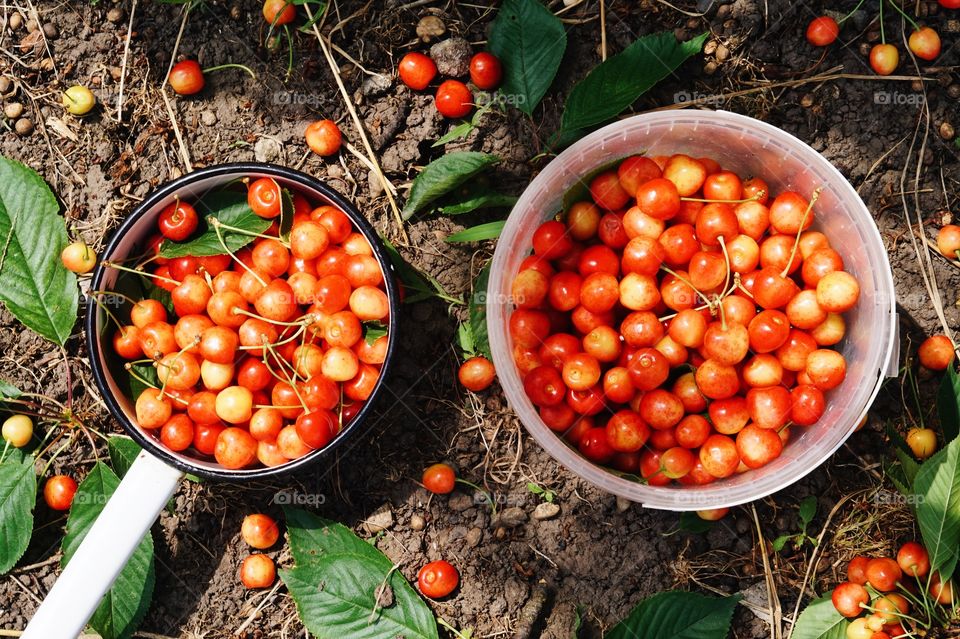 Cherries 