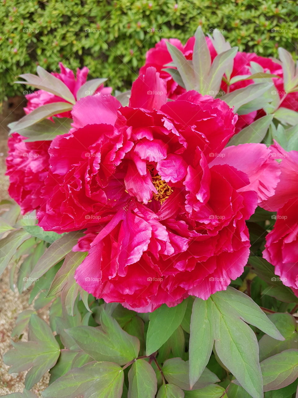 Paeonia at Hyogo JAPAN