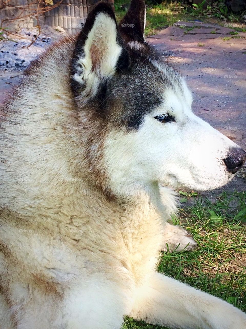 Incredible Husky Dogs