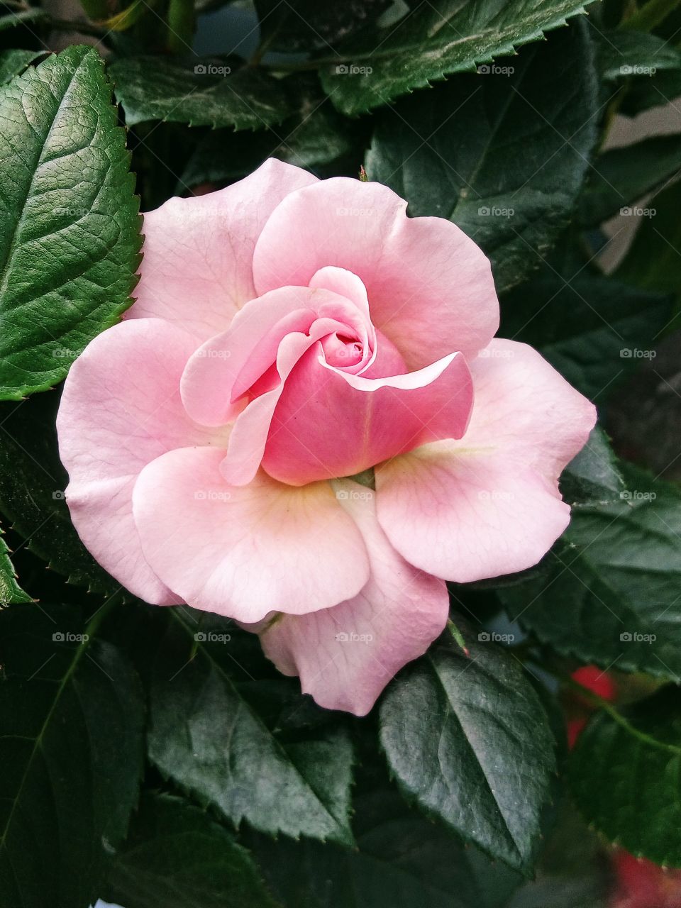 Pink rose