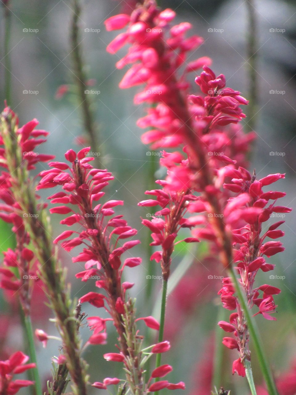 Rose red persicaria