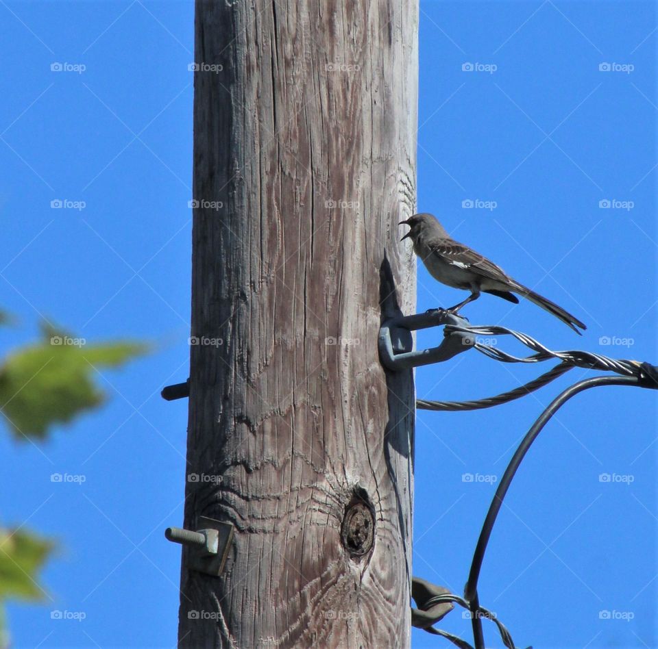 Northern mockingbird on wire squawking at a telephone pole on bright June day 