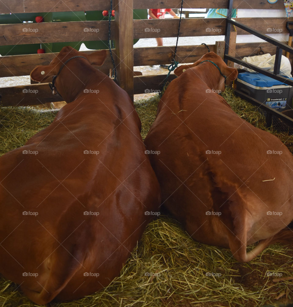 Steer resting at the county fair