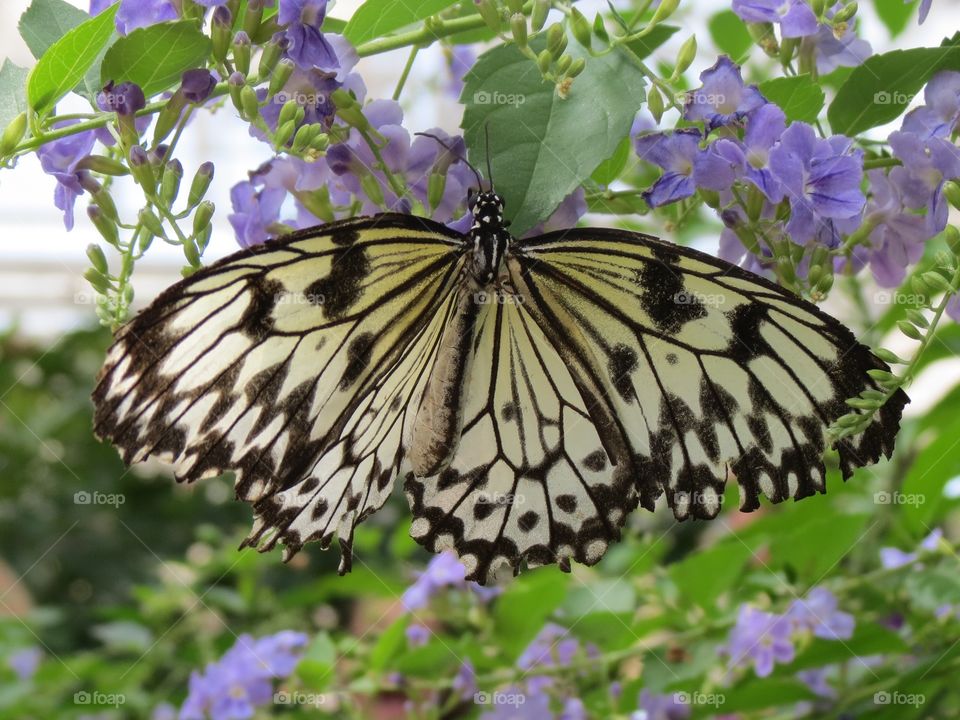 Malabar Tree Nymph with open wings.