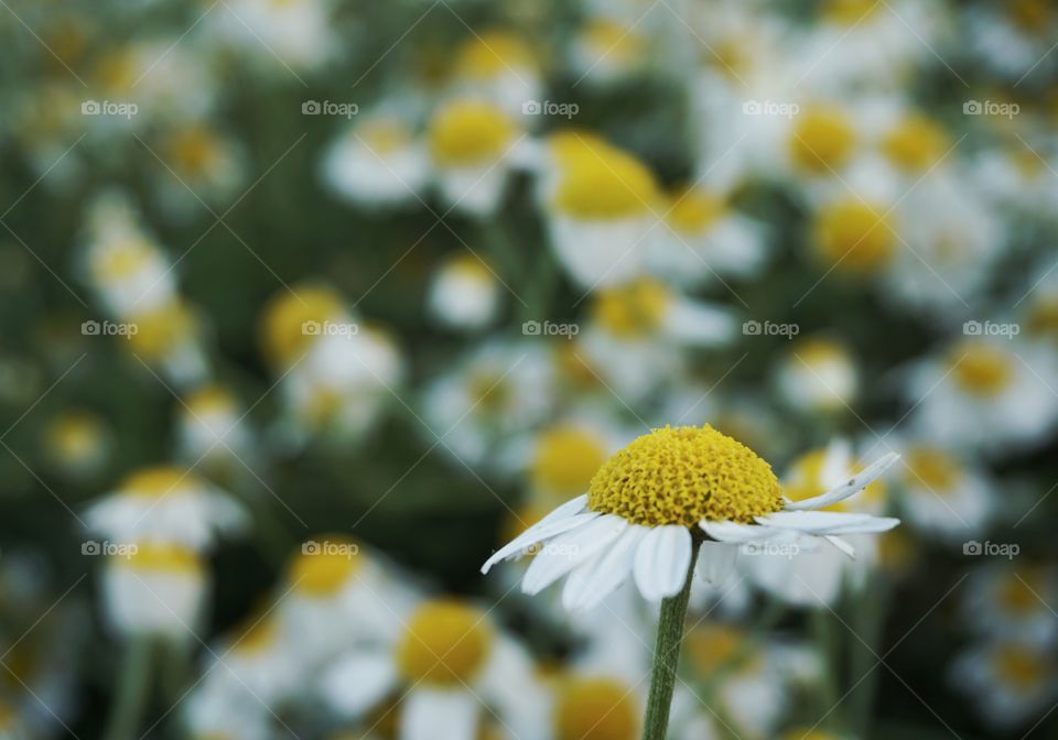 Muted daisies ... snap taken just after the sun has set and flowers are ready for bed 🌸