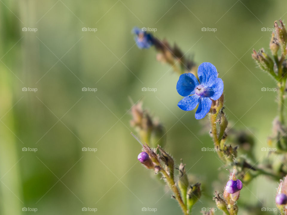 A blue flower in the green field