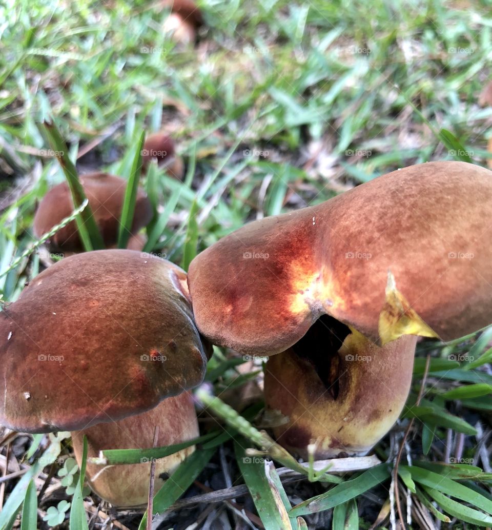 Yellow and pink wild mushrooms closeup 