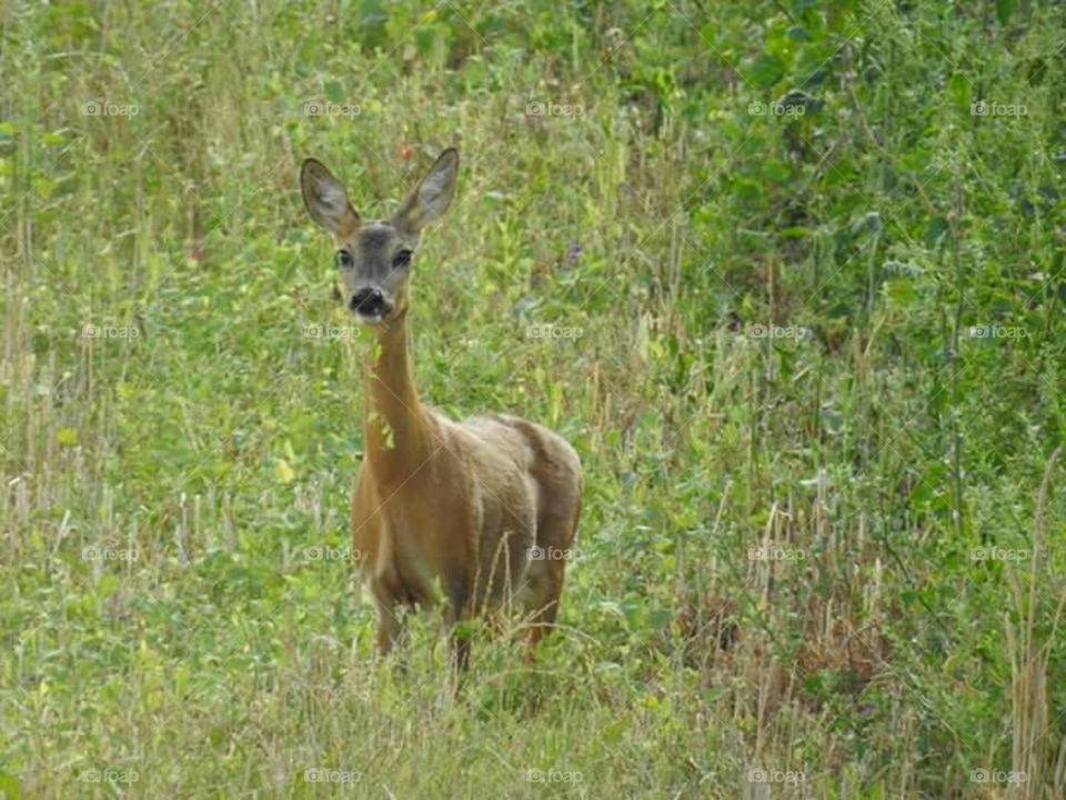 animal roe deer