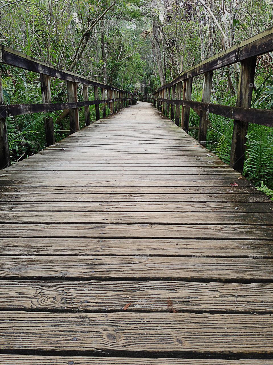 Beautiful long wooden boardwalk through the wetlands.