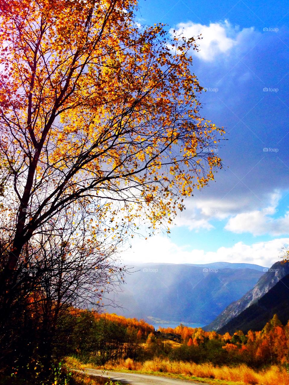 Scenic view of autumn trees