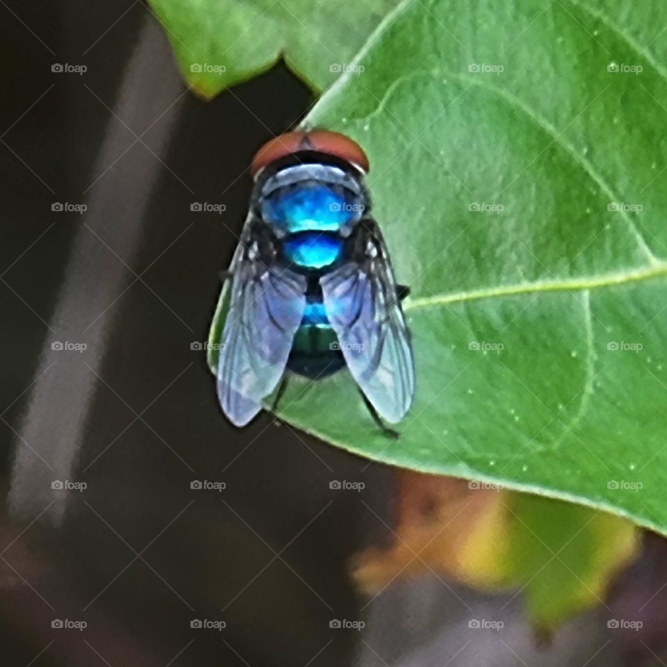 Fly on a leaf