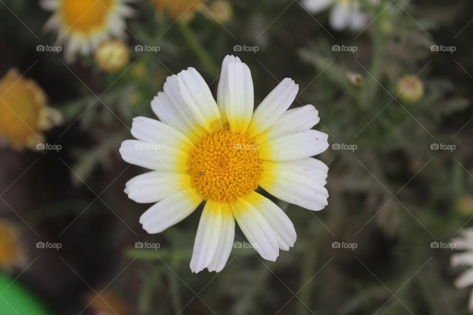 white yellow flower in gardan
