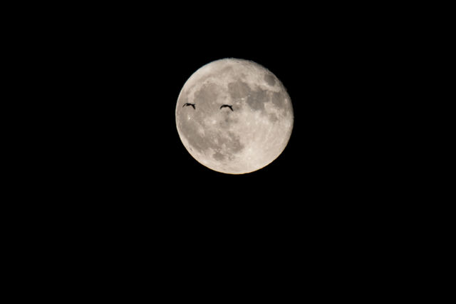 Two birds flying to the full moon, supermoon . It looks like the moon has two eyes - två fåglar flyger till fullmånen , det ser ut som att månen har två ögon