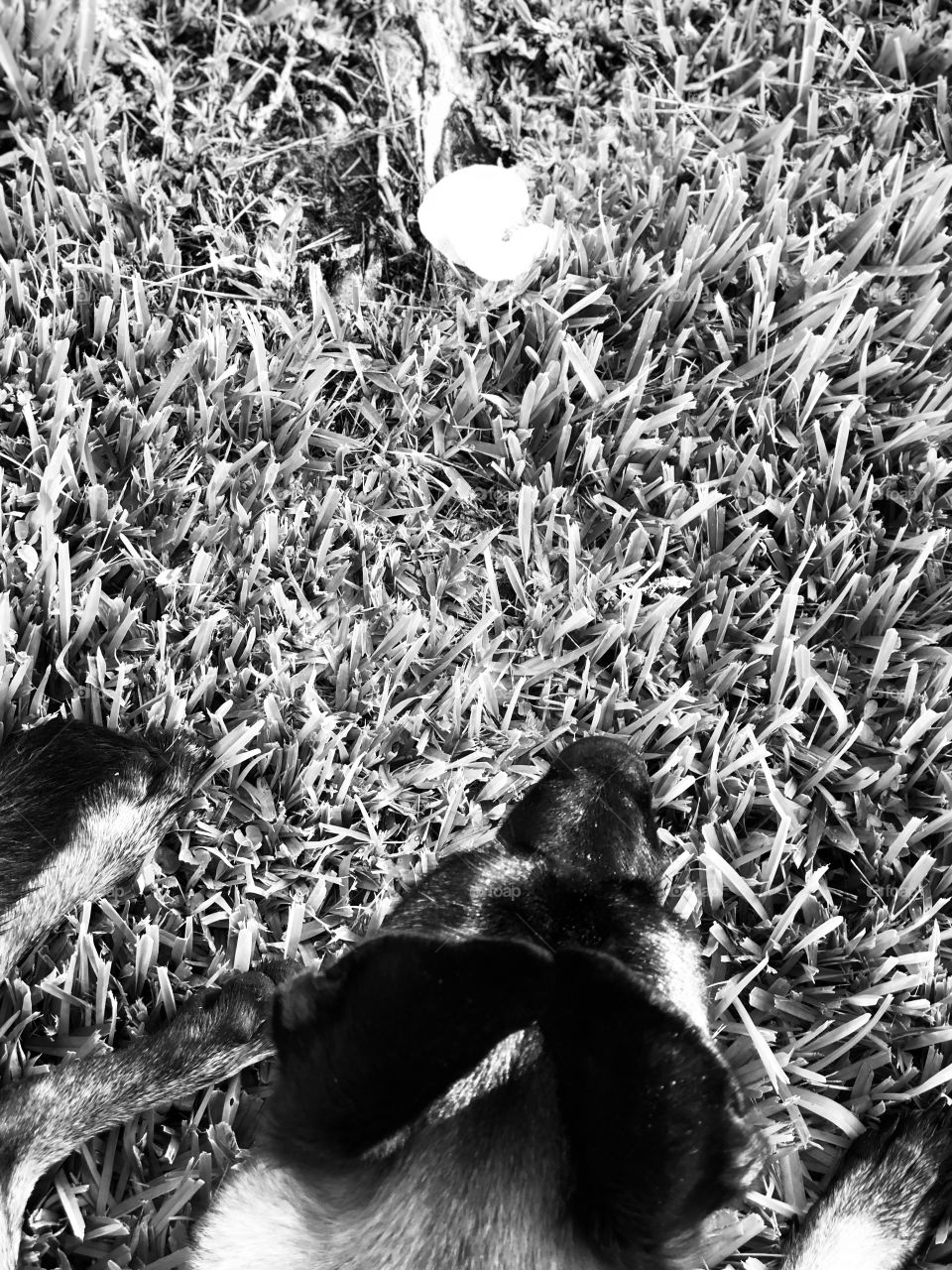 Belgian Malinois spots mushrooms 