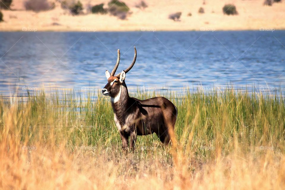 Waterbuck standing on the river side