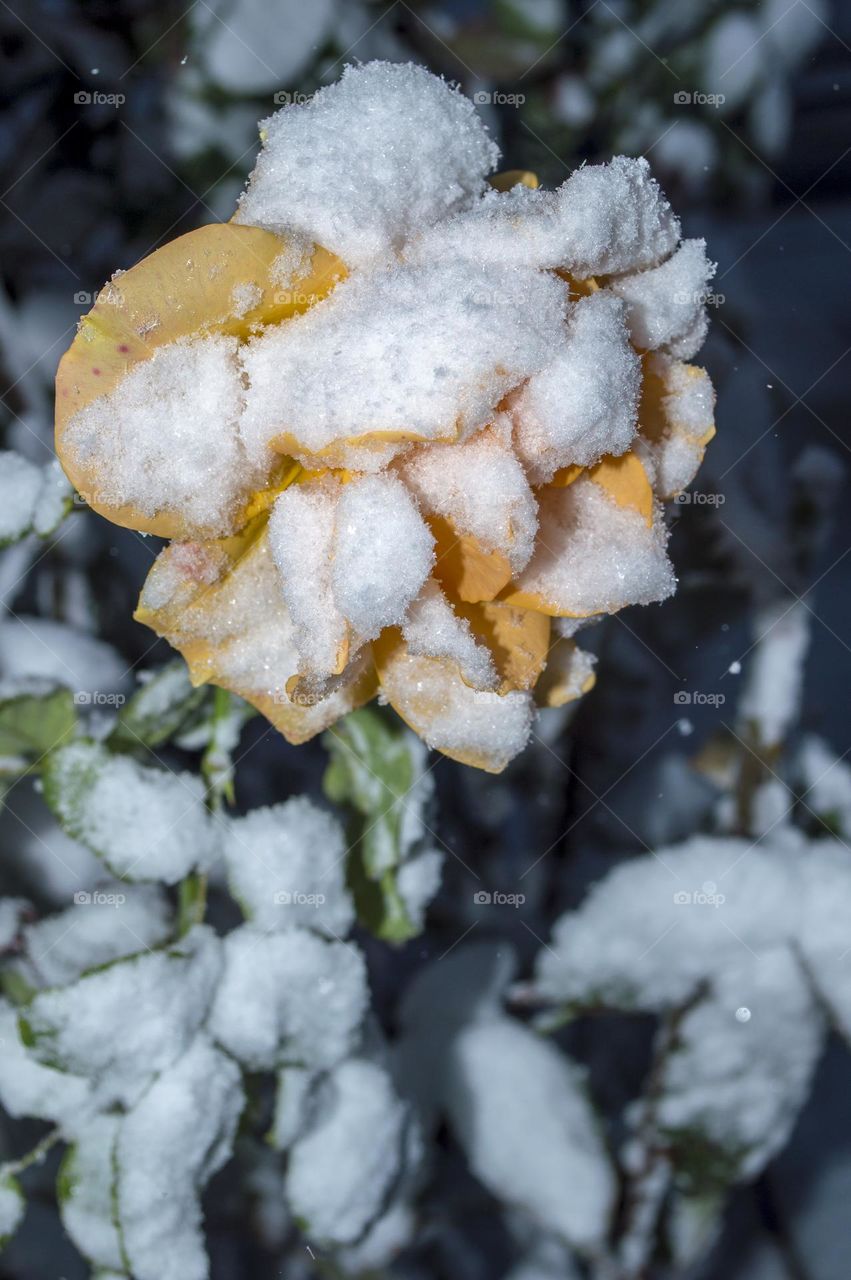 Rose under the snow.