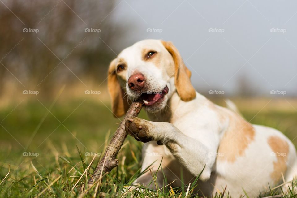 Dog chewing on a stick