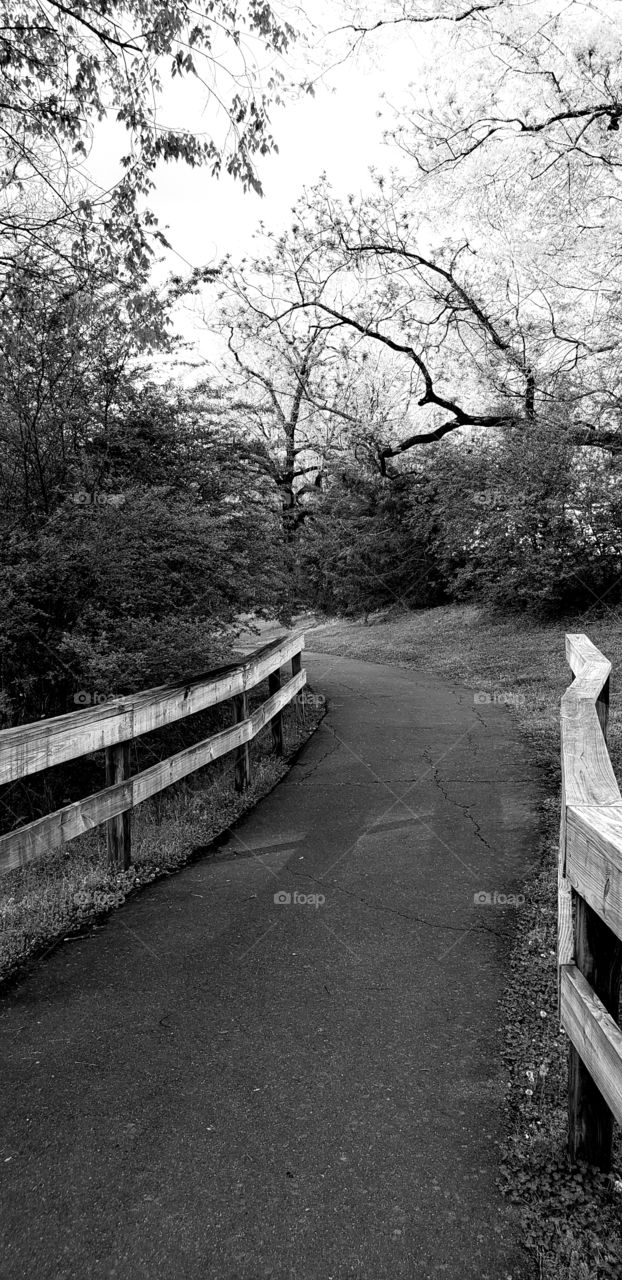 pathway to the woods