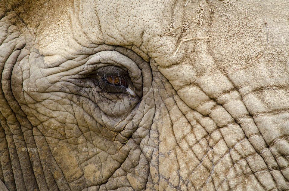 Background of elephant eye