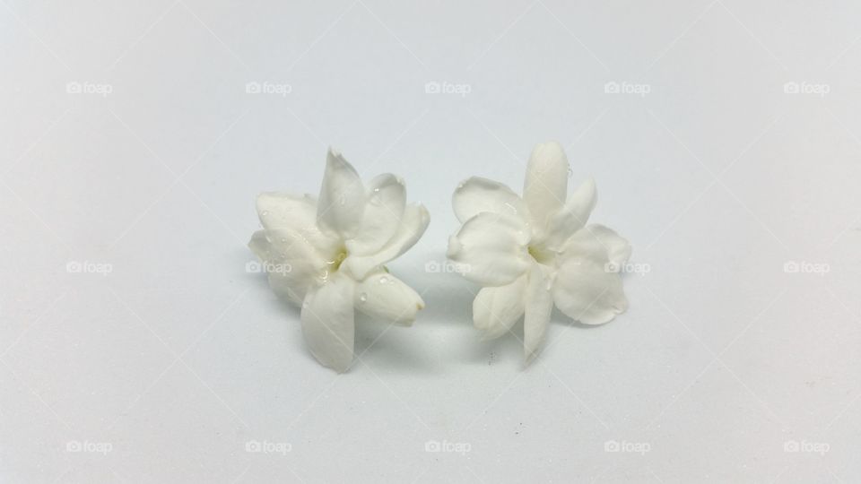 Jasmine flower