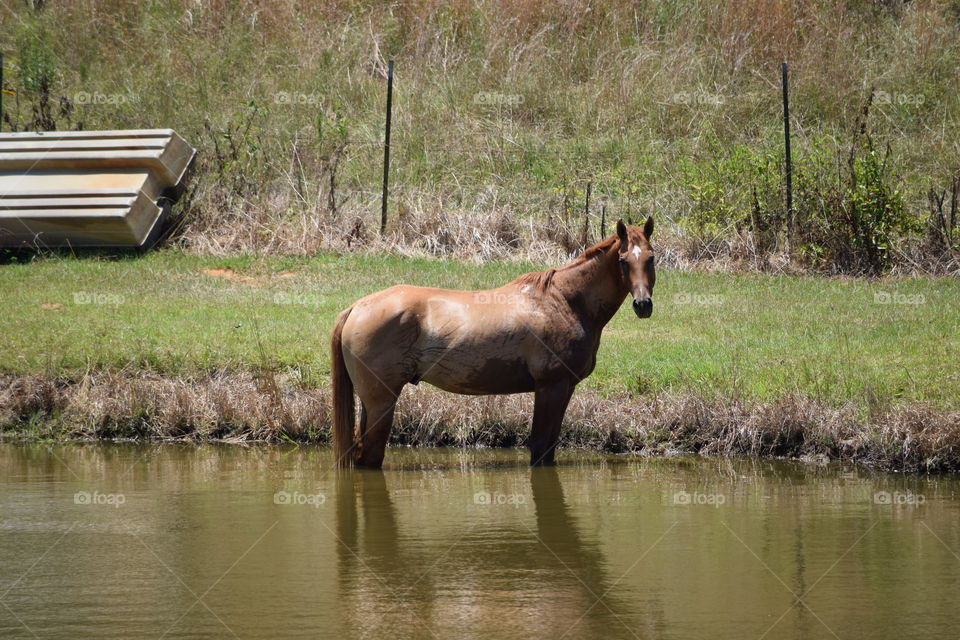 Horse cooling off 