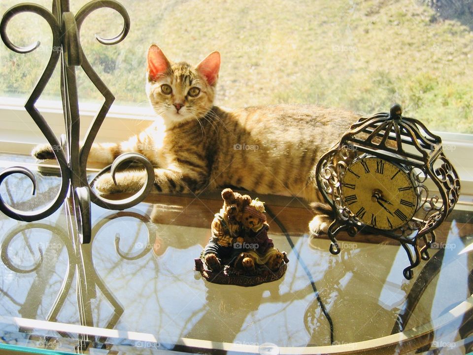 Stunning brown and black tabby kitten sitting on glass table by front living room window! 