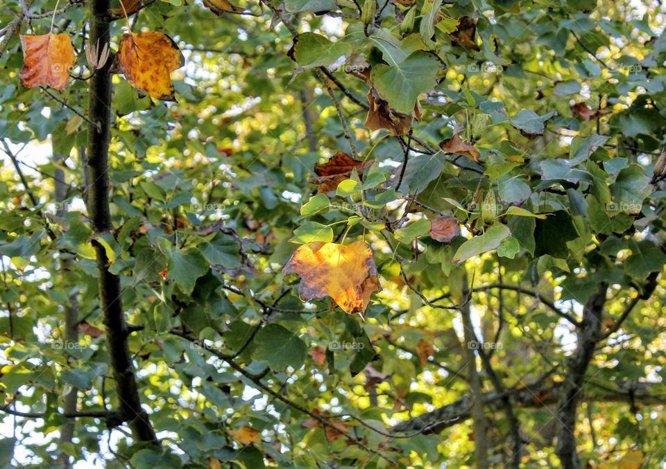 Leaf, Nature, Tree, Flora, Branch