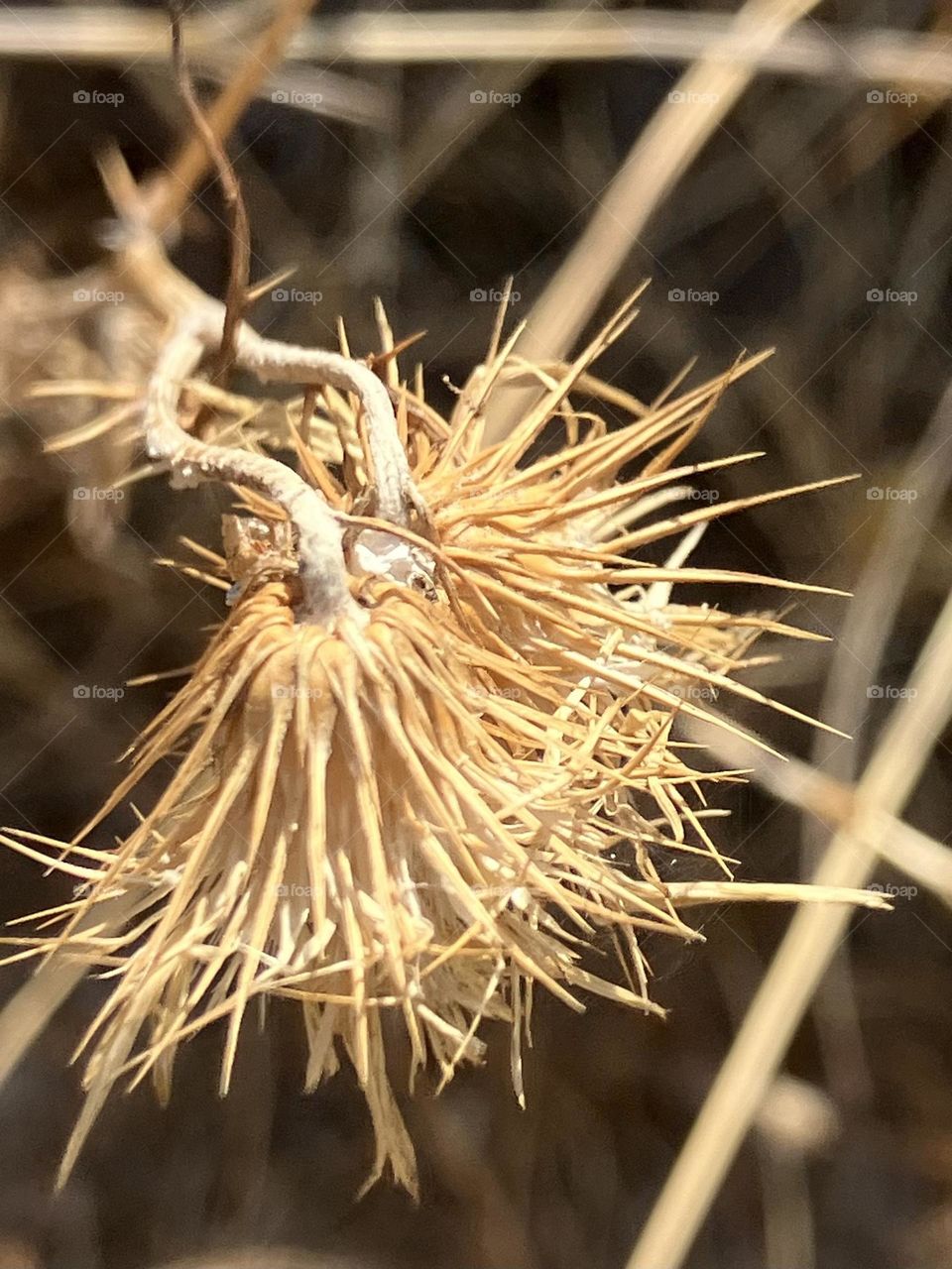 Dry flower from end summer