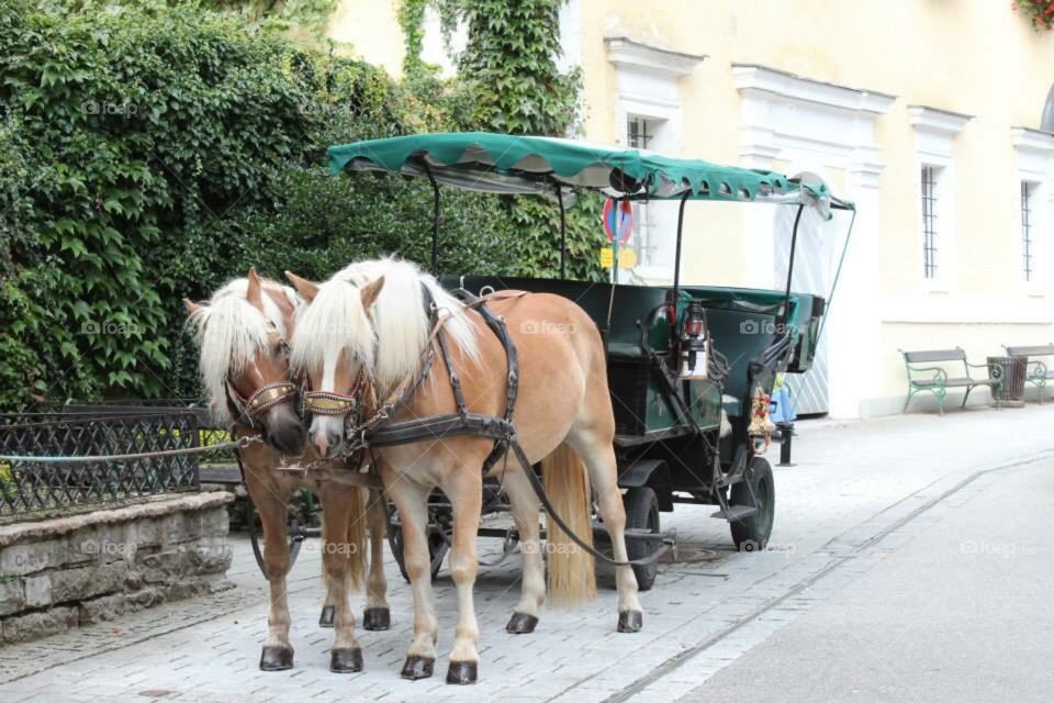 Ponies in St Wolfgang, Austria 
