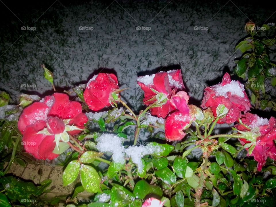 Freezing roses 