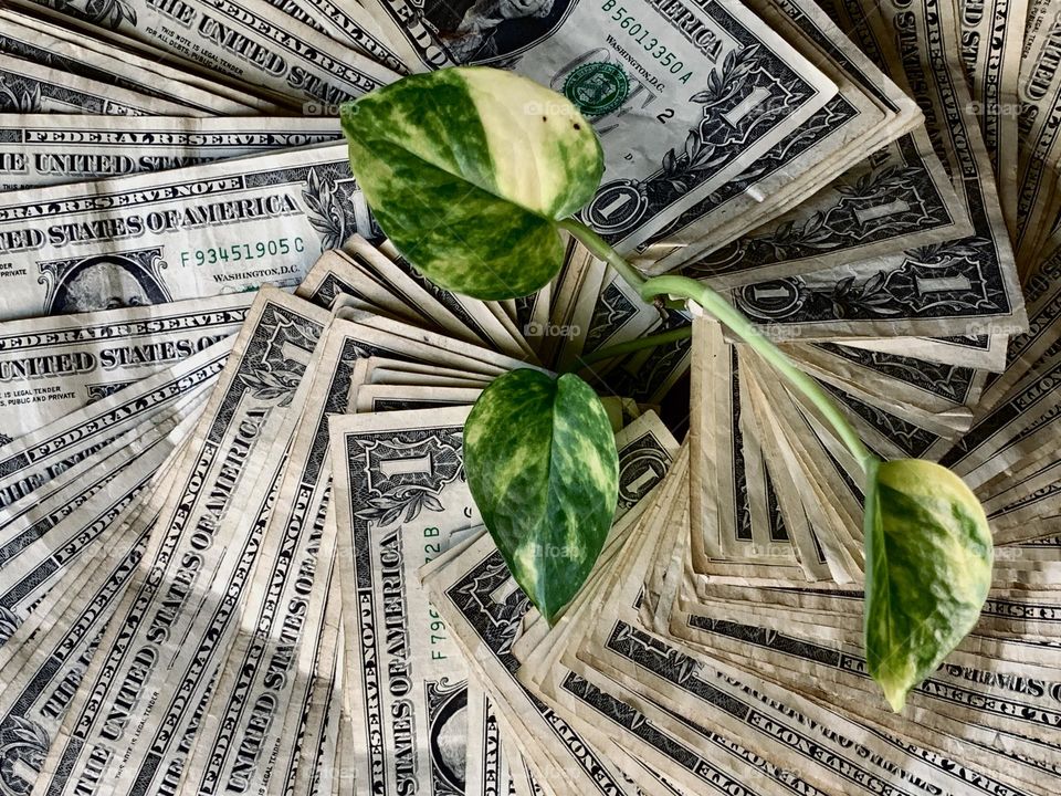 Plant money growing concept business finance - American currency.