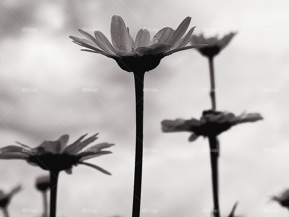 daisies under the sky.