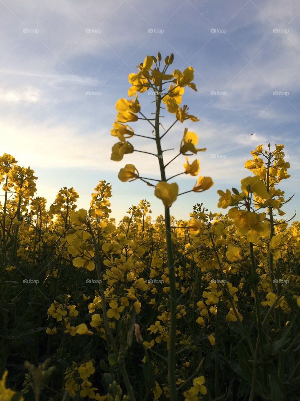Spring in Sweden. Oil seed rape