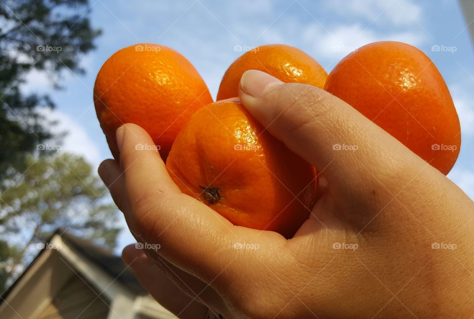 Tangerines