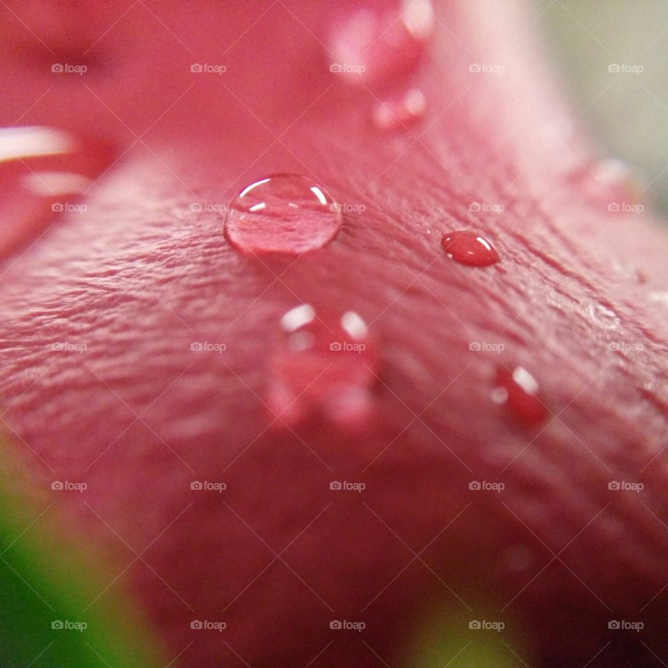 Wet Rose. Raindrops carefully placed over this flower