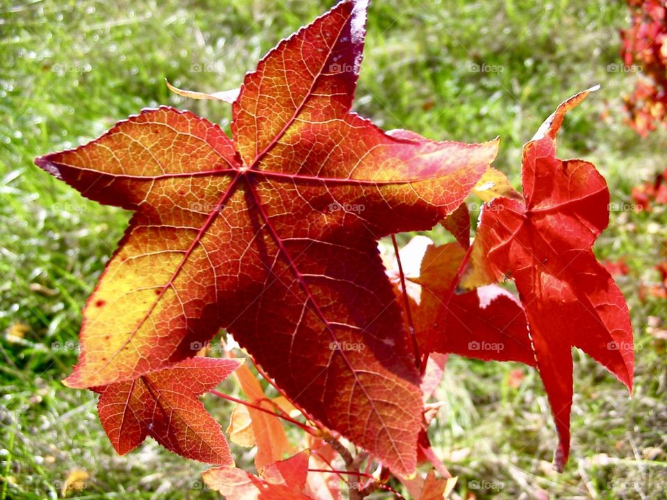 Fall colors 