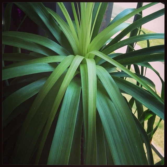 Ponytail Palm
