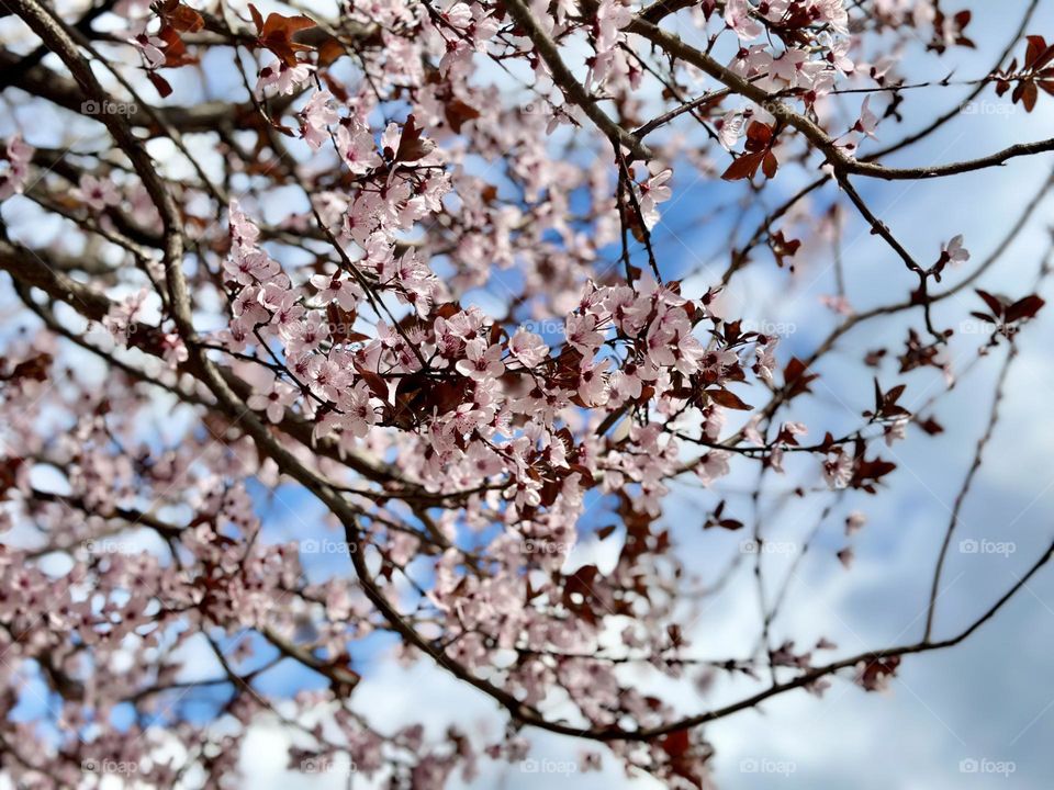 Beautiful spring tree