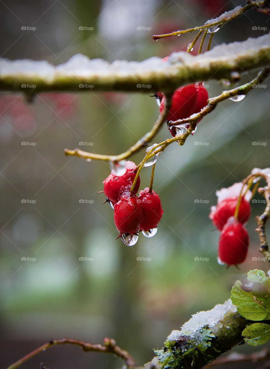 Winter berries