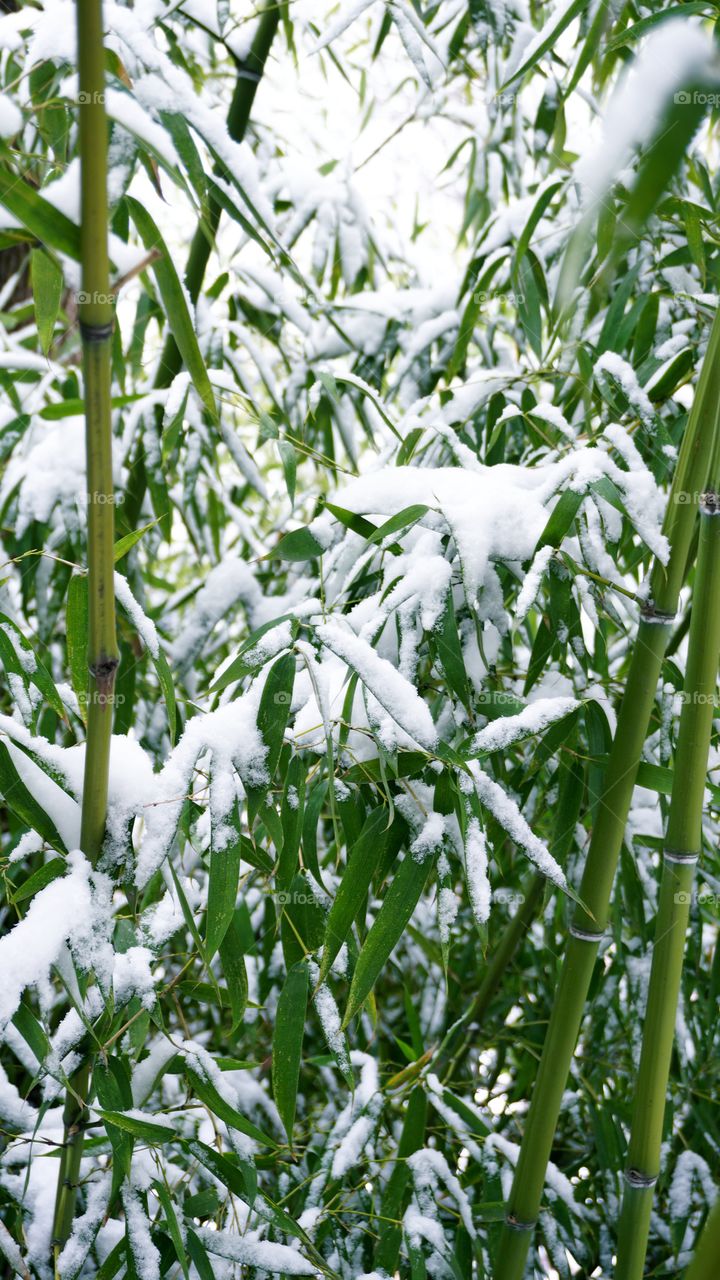 Nature, Flora, Leaf, No Person, Growth