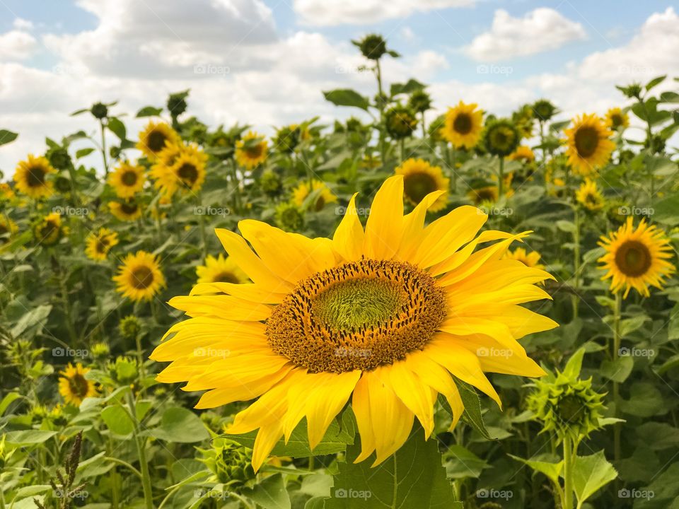 Sunflower, Nature, Flora, Summer, Flower