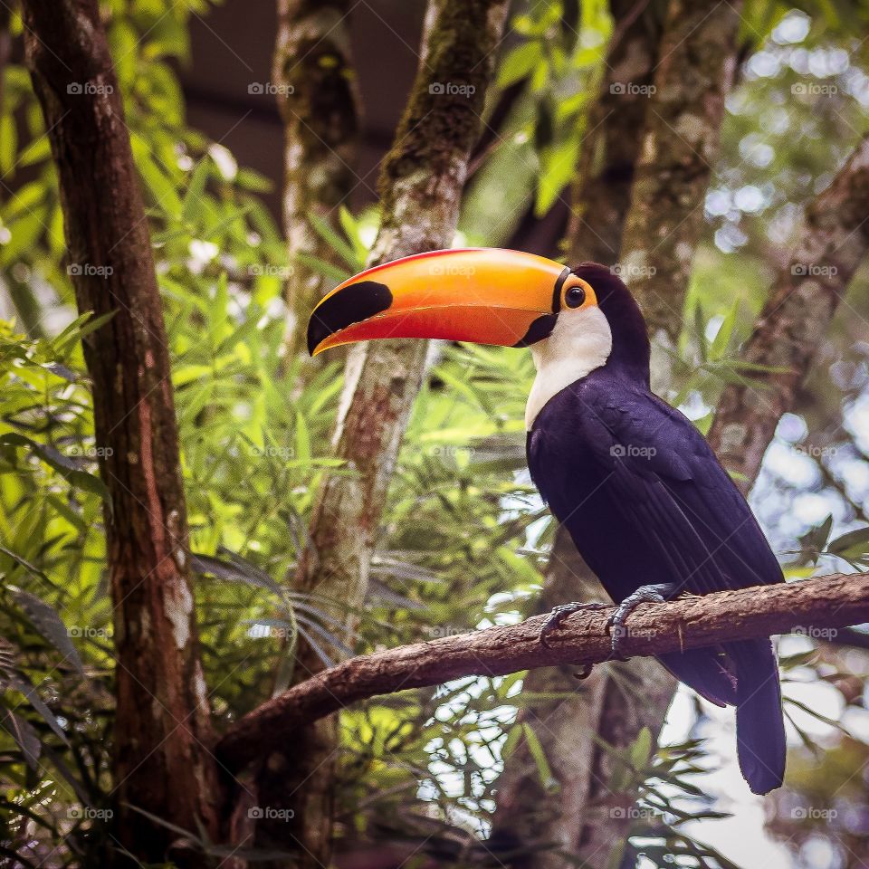 Toucan... colorful bird