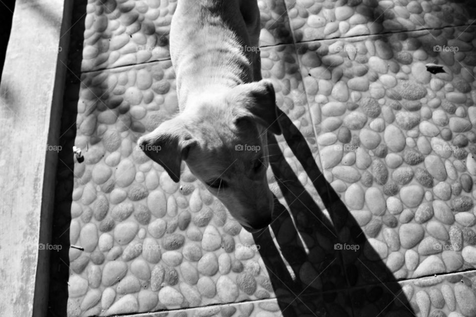 a puppy with his shadow