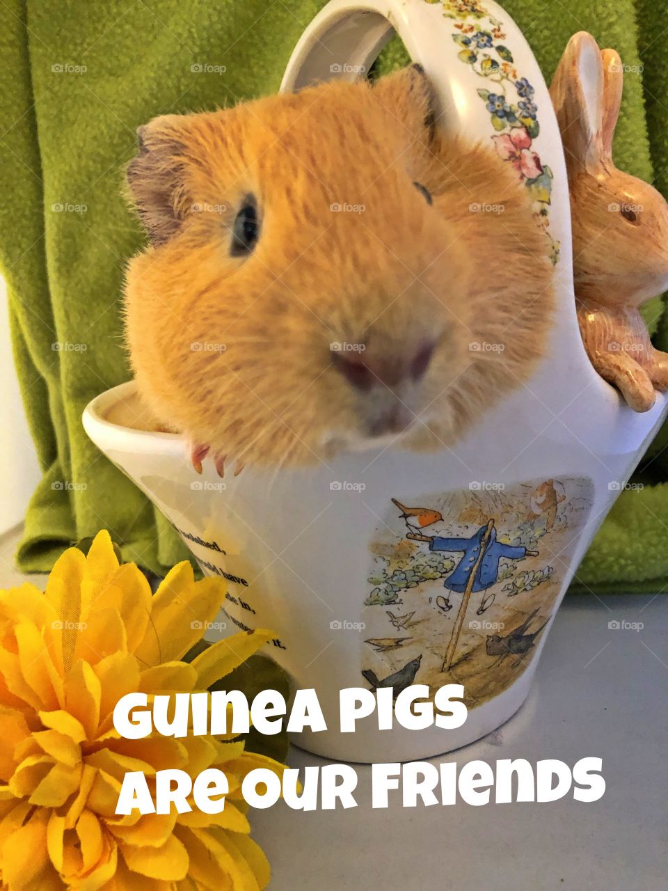 Rodent guinea pig in bunny basket