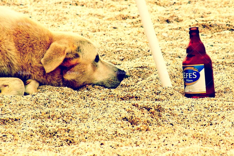 Beach dog