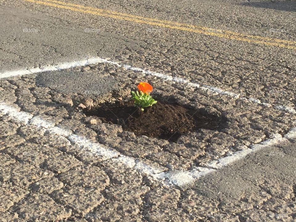 Pot hole filled with a flower