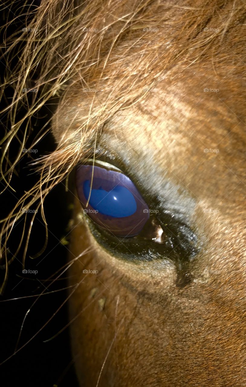 Closeup Eye Of Mare